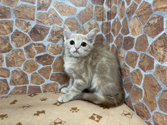 アメリカンショートヘアー