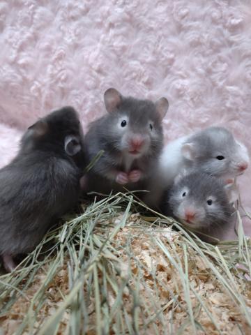 シリアンハムスター(長毛)