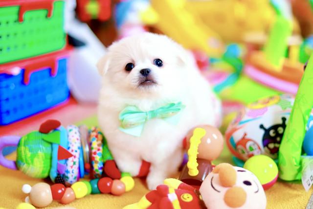 ポメラニアン×ペキニーズ