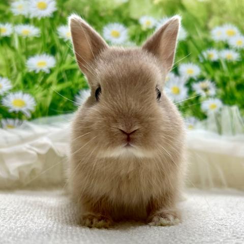 ネザーランドドワーフ