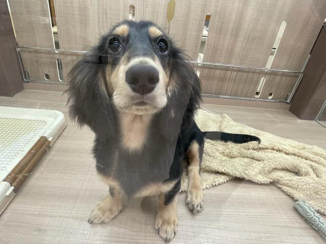 ミニチュアダックスフンド