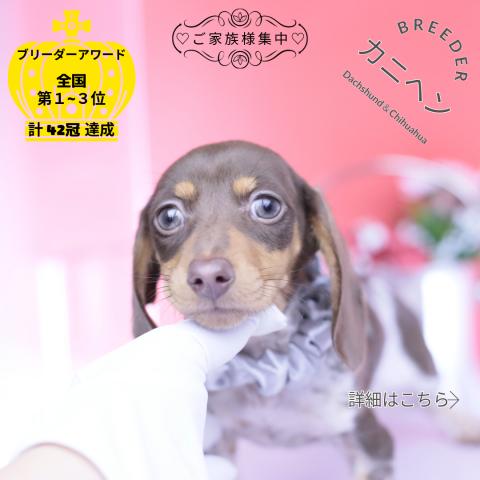 カニヘンダックスフンド　スムース