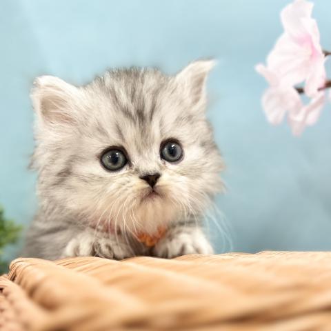 ミヌエット(旧ナポレオン)