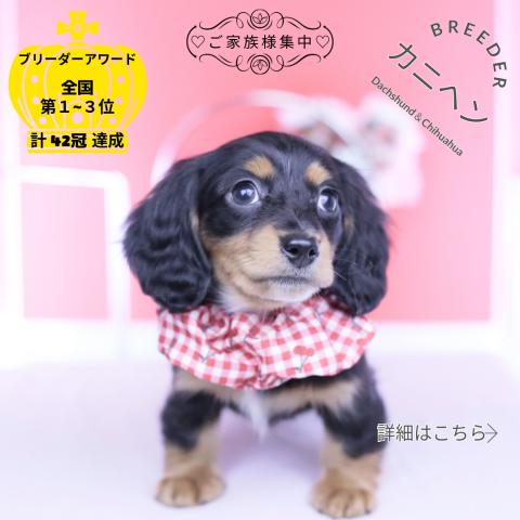 カニヘンダックスフンド　ロング