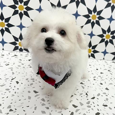 ビションフリーゼ小ぶりサイズ