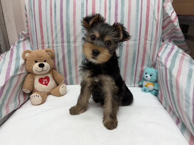 ヨークシャーテリア