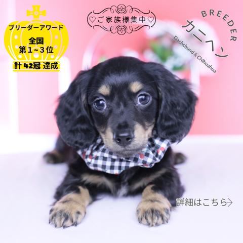 カニヘンダックスフンド　ロング