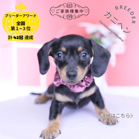 カニヘンダックスフンド　スムース