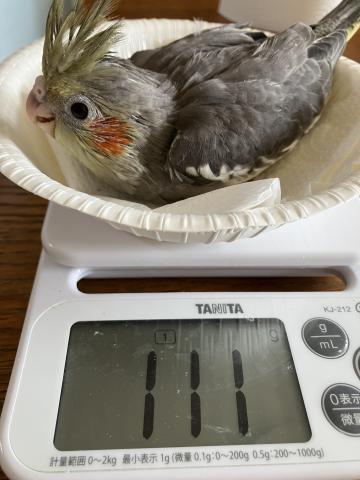 オカメインコ シナモン