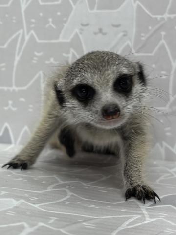 ミーアキャット