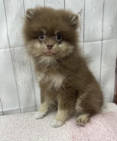 ポメラニアン