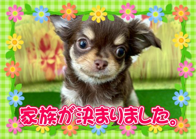 チワワ(ロングコート)