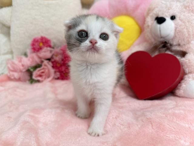 スコティッシュフォールド