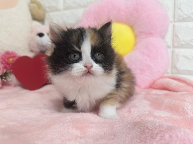 スコティッシュフォールド