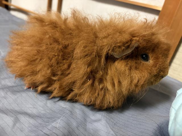 モルモット アルパカモルモット