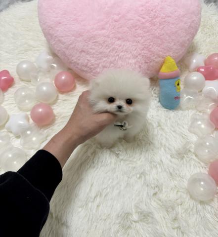 ポメラニアン🫧‪極小ポメラニアン🫧