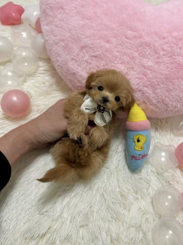 MIX🫧‪極小マルプー🫧