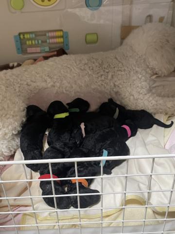 スタンダードプードル