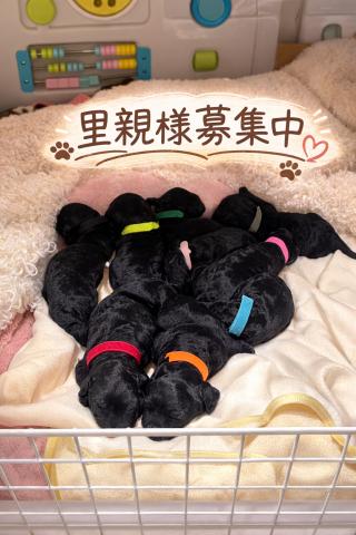 スタンダードプードル