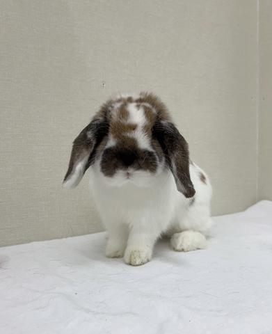 ブロークントーティスシェル