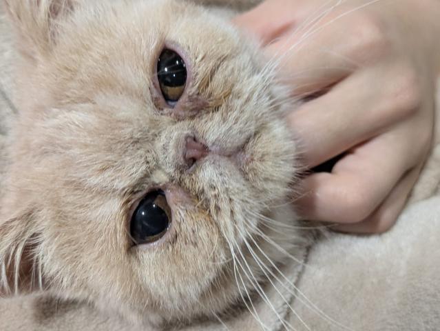 エキゾチックショートヘアー