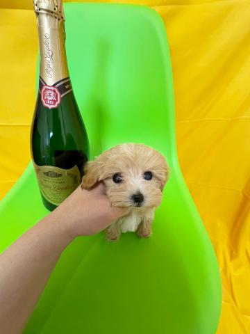 MIX極小ロイヤルマルプー✨