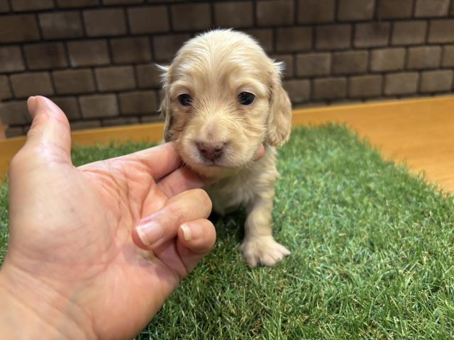 カニンヘンダックスフンド