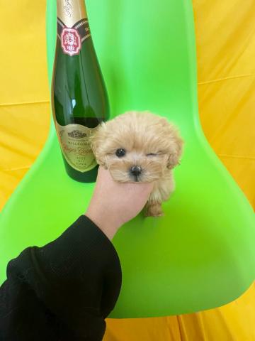 MIX極小ロイヤルペキプー✨