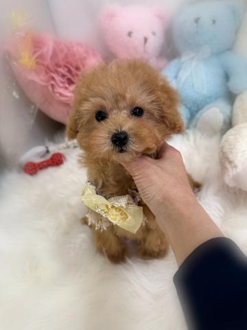 トイプードルタイニープードル