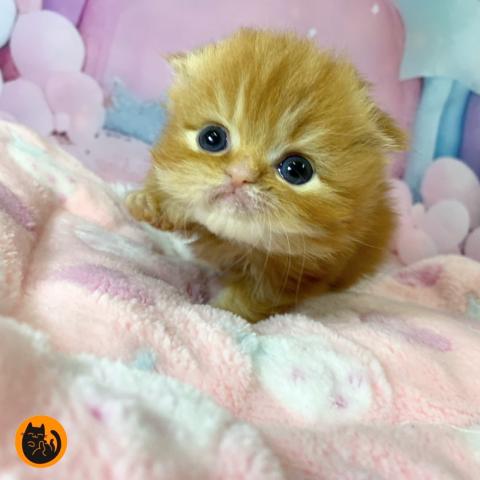 スコティッシュフォールド