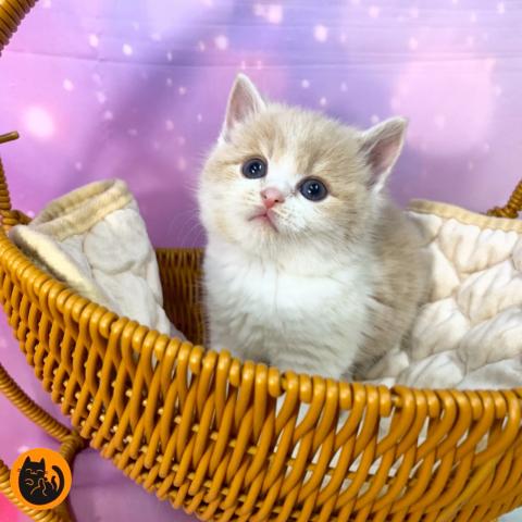 スコティッシュフォールド