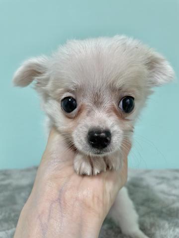 チワワ×マルチーズ