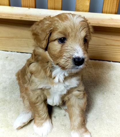 MIXボードゥードル:モモ(パール)