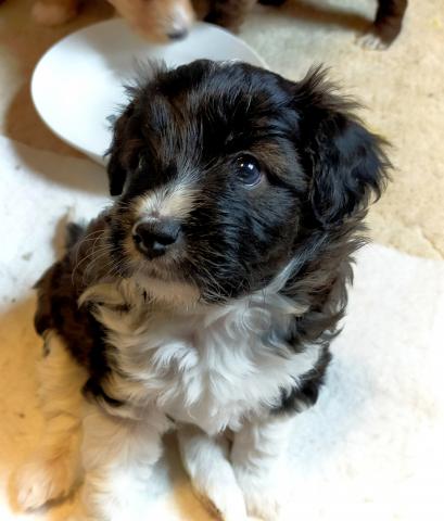 MIXボードゥードル:サニー