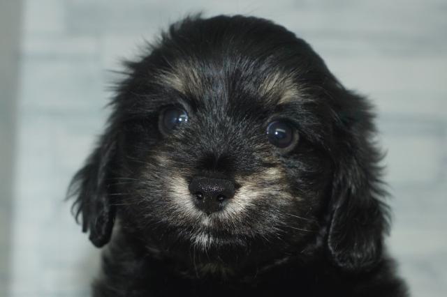 KIKUCHI PET  管理番号　　260307