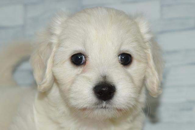 KIKUCHI PET  管理番号　　260308