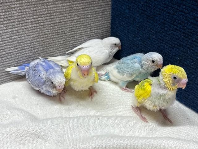 セキセイインコ