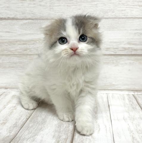 スコティッシュフォールド