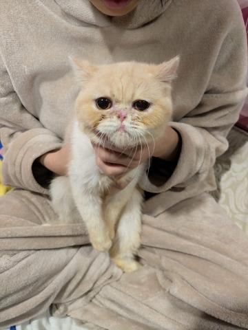 ミヌエット(旧ナポレオン)