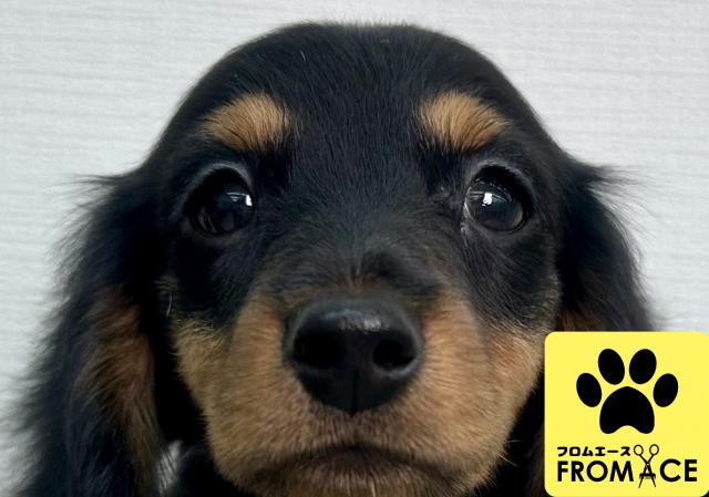 ミニチュアダックスフンド