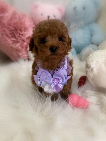 トイプードルタイニープードル