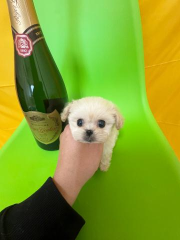 MIX極小ロイヤルペキプー✨