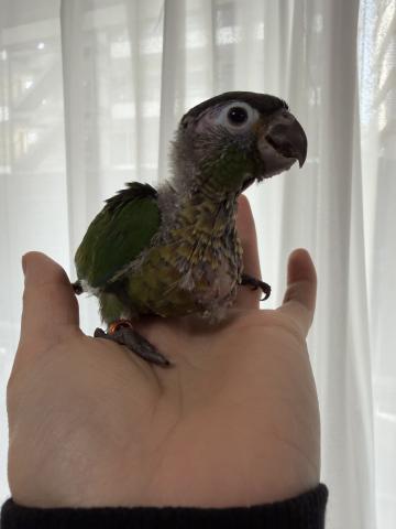ウロコインコ