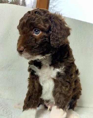 MIXボードゥードル:らいと