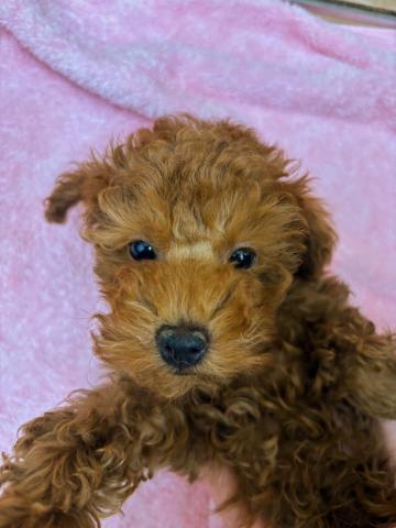 人が大好きな甘えん坊ちゃんです♡