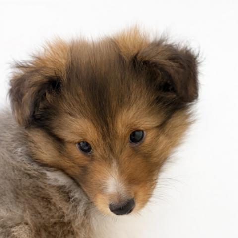 シェットランドシープドッグ