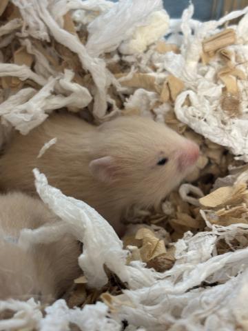 キンクマハムスター