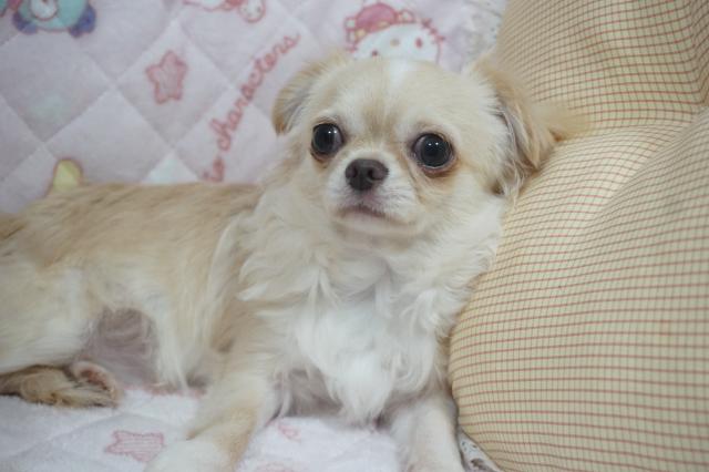 チワワ（ロングコート）