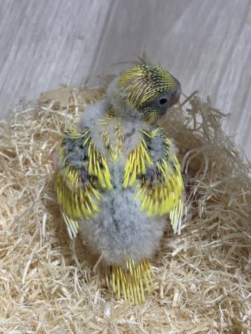 セキセイインコ(ハルクイン)