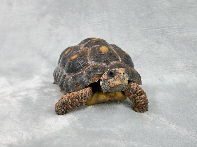 アカアシリクガメ